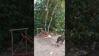 Primitive Pig Trap - Survival Instinct, Wild Boar Trap wildlife shorts