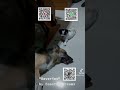 Fur babies, sister is asking to play with her, but ignored #funny #pets #dog #music
