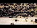 Mara River -  Wildebeests' Crossing