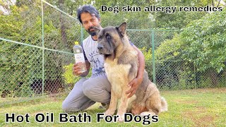 How to Apply Coconut Oil to Dogs Skin | Dog Skin Treatment