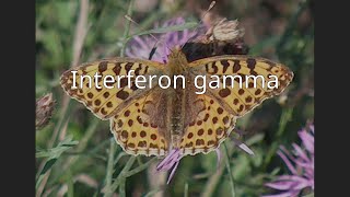 Interferon gamma