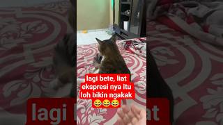 lagi bete 😂 #shorts #comedy #reaction #shortvideo #bajjel27rchannel #viralvideo #cat