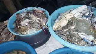Aneka Hasil Laut Segar di Pasar Ikan Sukadiri Kab Tangerang