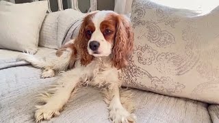 HE'S BACK! WHAT HAS MY CAVAPOO BEEN UP TO?! by Sawyer's Wonderful Life 453 views 1 month ago 9 minutes, 22 seconds