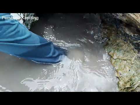 Pemburu Kepiting kembali