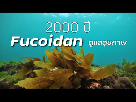 ประวัติ Fucoidan 2000 ปี การค้นพบและงานวิจัย ฟูคอยแดน