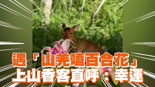 遇山羌嗑百合花香客直呼幸運野生動物苗栗協靈宮精選影片