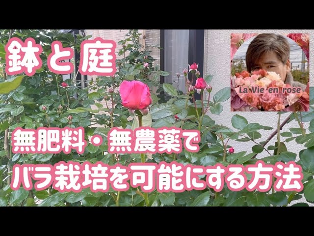 鉢と庭 無肥料 無農薬でバラ栽培を可能にする方法 - YouTube
