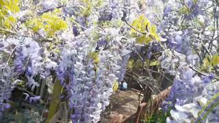 Wisteria Hysteria  Bluebell Cottage top view