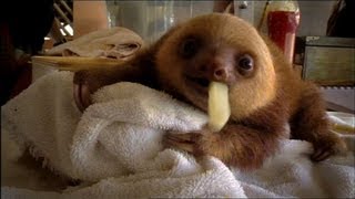 Baby Sloths Need Love