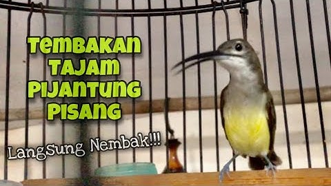Tembakan Tajam‼️Suara Burung Pijantung Pisang Gacor Untuk Masteran Kesukaan Juri | Kicau Tembak