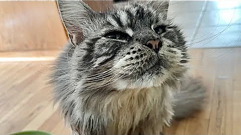 Watch the video about Bear Says Enough 😲 to the New Cat Brush with Massive Paw