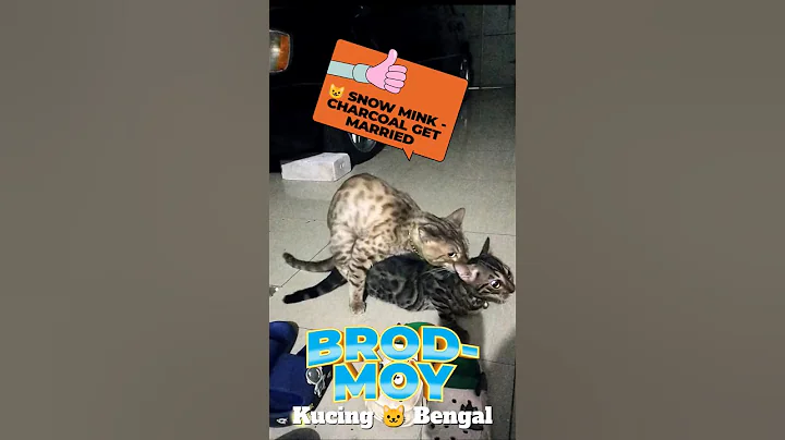 Watch the video about Kucing Bengal Kawin Snow Mink-Charcoal #bengalcatlovers #snowminkbengal #charcoalbengal #cat #kucing