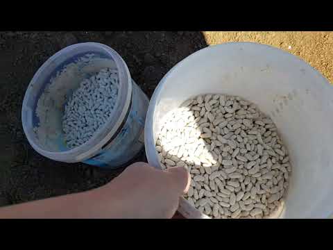 Видео: Засаждане на боб в градината: видове боб и как да ги отглеждаме