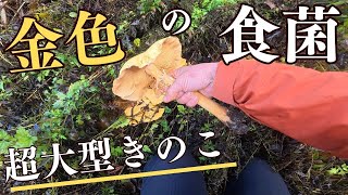 I Tried Eating A Giant Flourproducing Fungus I Found In A Rural Village