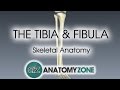 Tibia and Fibula: Skeletal Anatomy