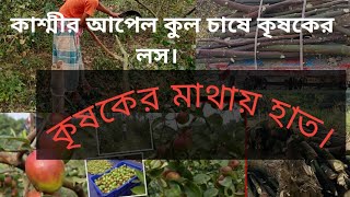 #কাশ্মীর #আপেল #কুল চাষে কৃষকের #লস #ফরিদপুর  বলসুন্দরী