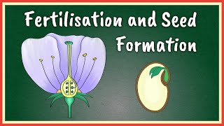 Fertilisation and Seed Formation