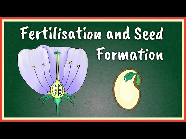Fertilisation and Seed Formation class=