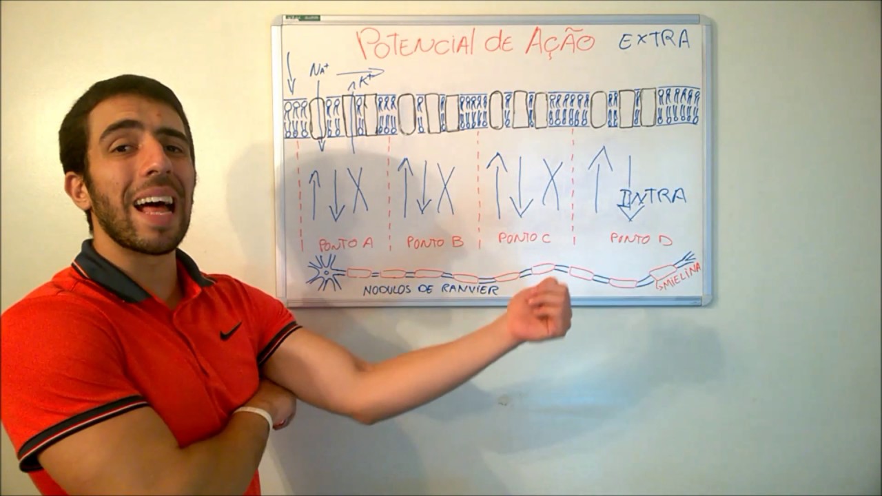 Neurofisiologia - P.A(5) Funcionamento Neuronal