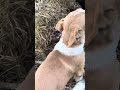 Afternoon fun of puppies and baby goats026 Wildlife USA part 16 #tick