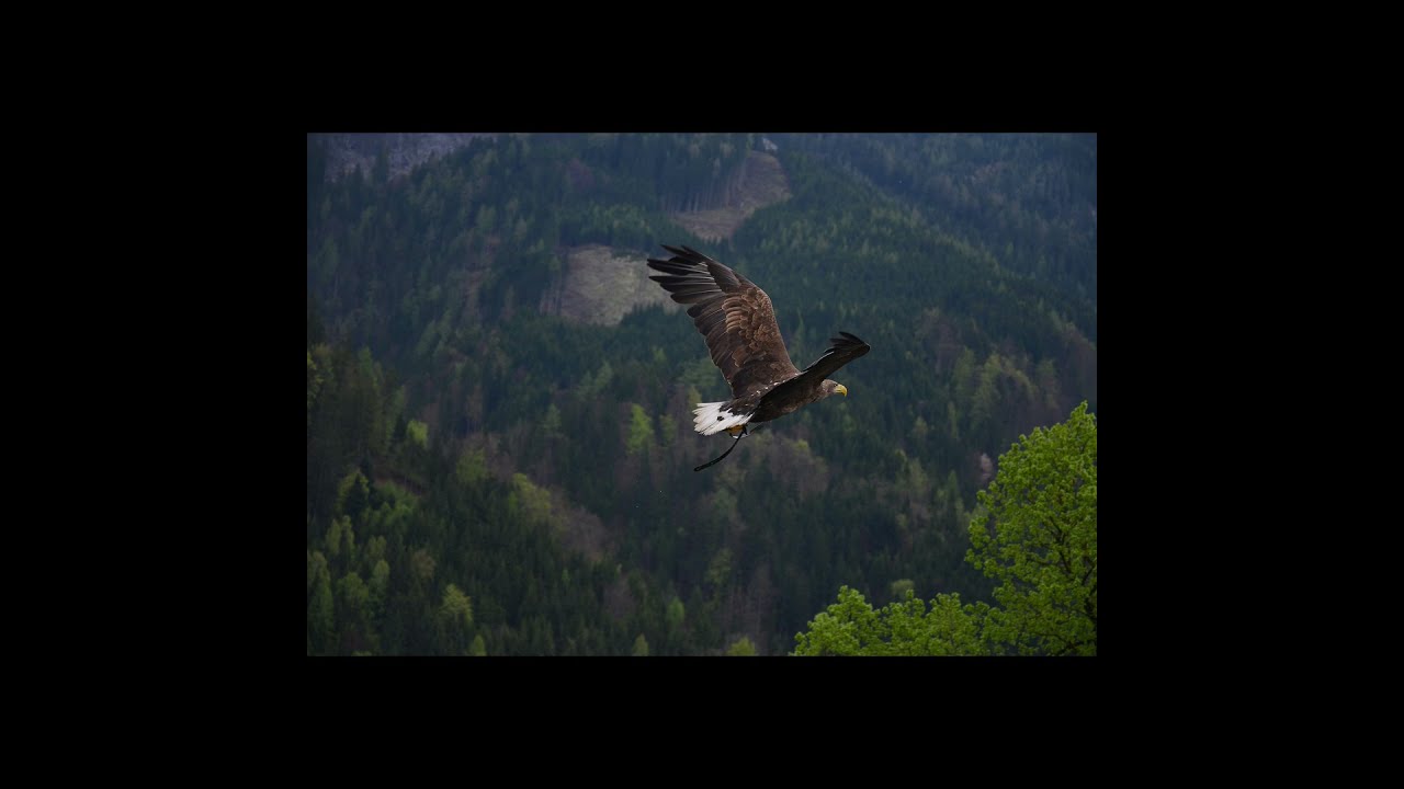 7 Strange Facts About Eagles 