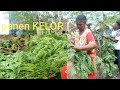 panen DAUN KELOR samping rumah@barrakati noinaku