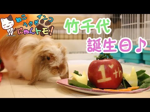 うさぎの誕生日プレゼントが猫の餌食に うさぎの竹千代1歳の誕生日 Youtube