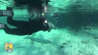 Crystal River Refuge's "Manatee Manners" for Photographers and Videographers