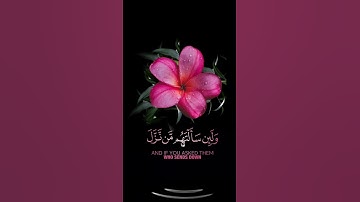 صباح الخير🌺حالات واتساب مقاطع قصيره قران كريم🌺ولئن سألتهم من نزل من السماء🌺عبدالرحمن مسعد بدون حقوق