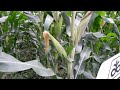 Mbegu Bora Ya Mahindi Ya Pioneer P 3812W Maeneo Ya Songwe Airport Mbeya Cortevaagriscience Mbegu Bora Ya Mahindi Ya Pioneer P 3812W Maeneo Ya Songwe Airport Mbeya Cortevaagriscience