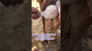 Vet one hour work in one minute,prolapse emergency in animals