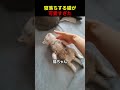 寝落ちする猫ちゃんが可愛すぎたんだが！？
