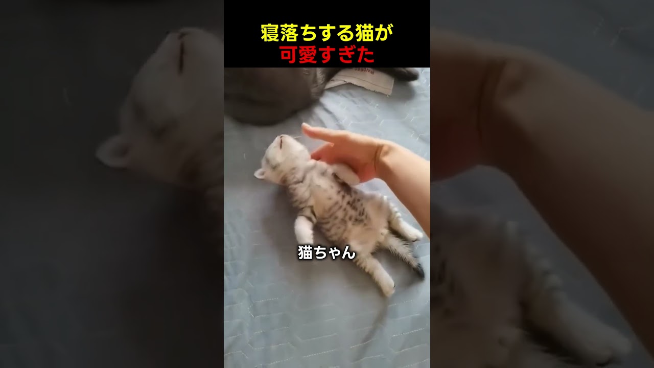 寝落ちする猫ちゃんが可愛すぎたんだが！？