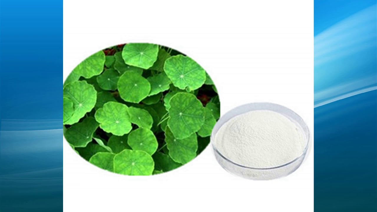 Bacopa monnieri Extract supplier,wholesale,factory,bulk - YouTube