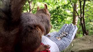 手乗りエゾリス 白いエゾリス 検索動画30 手乗りエゾリス 白いエゾリス 検索動画 30
