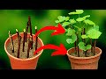 Idea to grow Grapes plant From Cutting | How to Grow grape plant from cutting | AR2 GARDEN