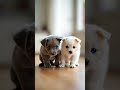 Adorable Puppies Meet for First Time! 🐾❤️