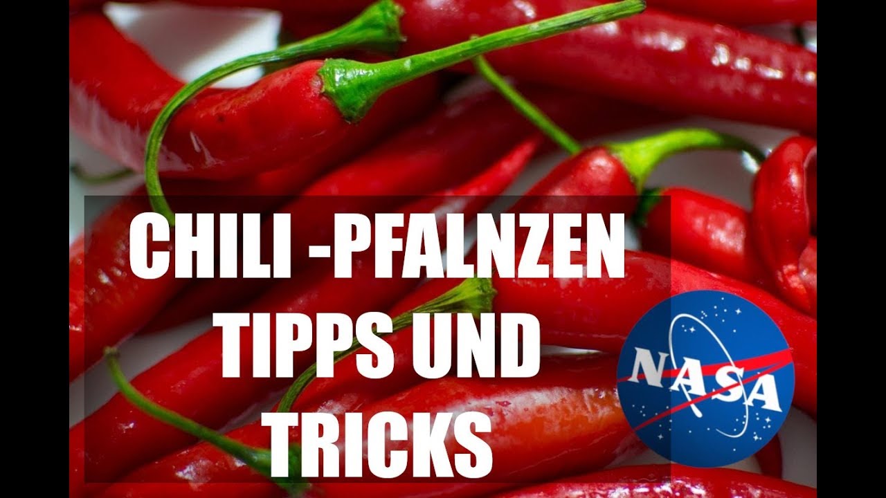 Chili als ZIMMERPflanze | Tipps und Tricks
