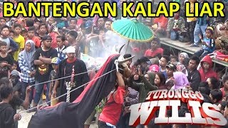 Bantengan Kalap Ngamuk Liar Ganas Polll | Turonggo Wilis Live Mbadug 2018