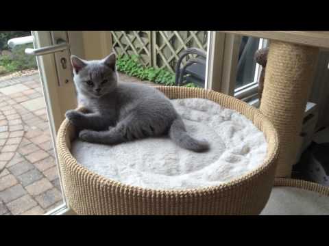Video: Zijn Britse Katten Met Hangende Oren?