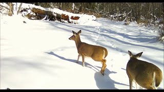 Trail Camera Video - Mar 16, 2024