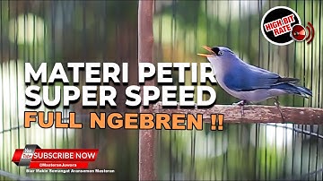 🔴 Rambatan Paruh Merah Gacor Bongkar Materi Bren Mewah❗️Milik Fajar Arief