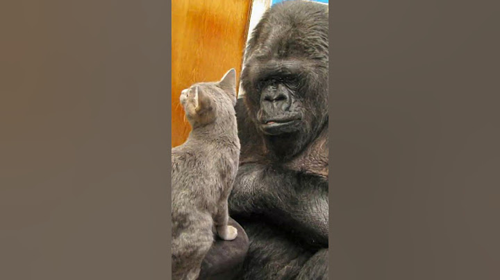 Coco the Gorilla and Her Unlikely Pet Cat!