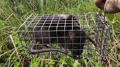 Bảy chuột cống nhum. Truy tìm chùm cuối 