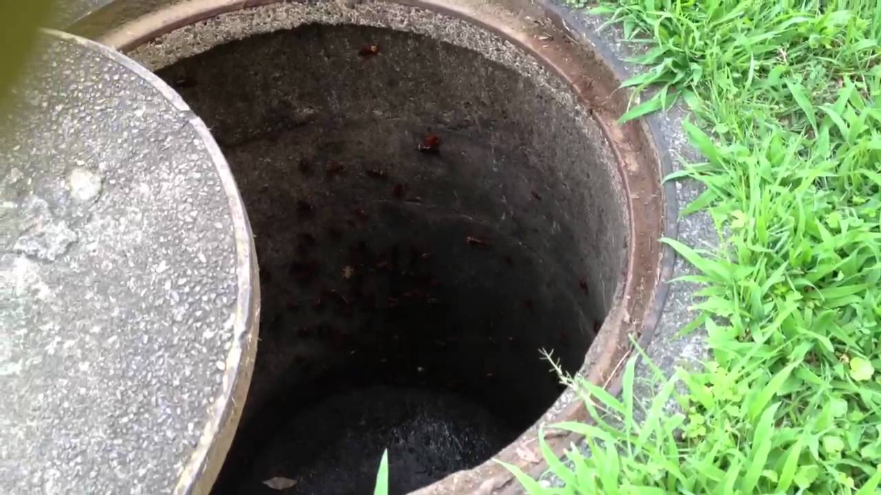 Roaches in Japan YouTube