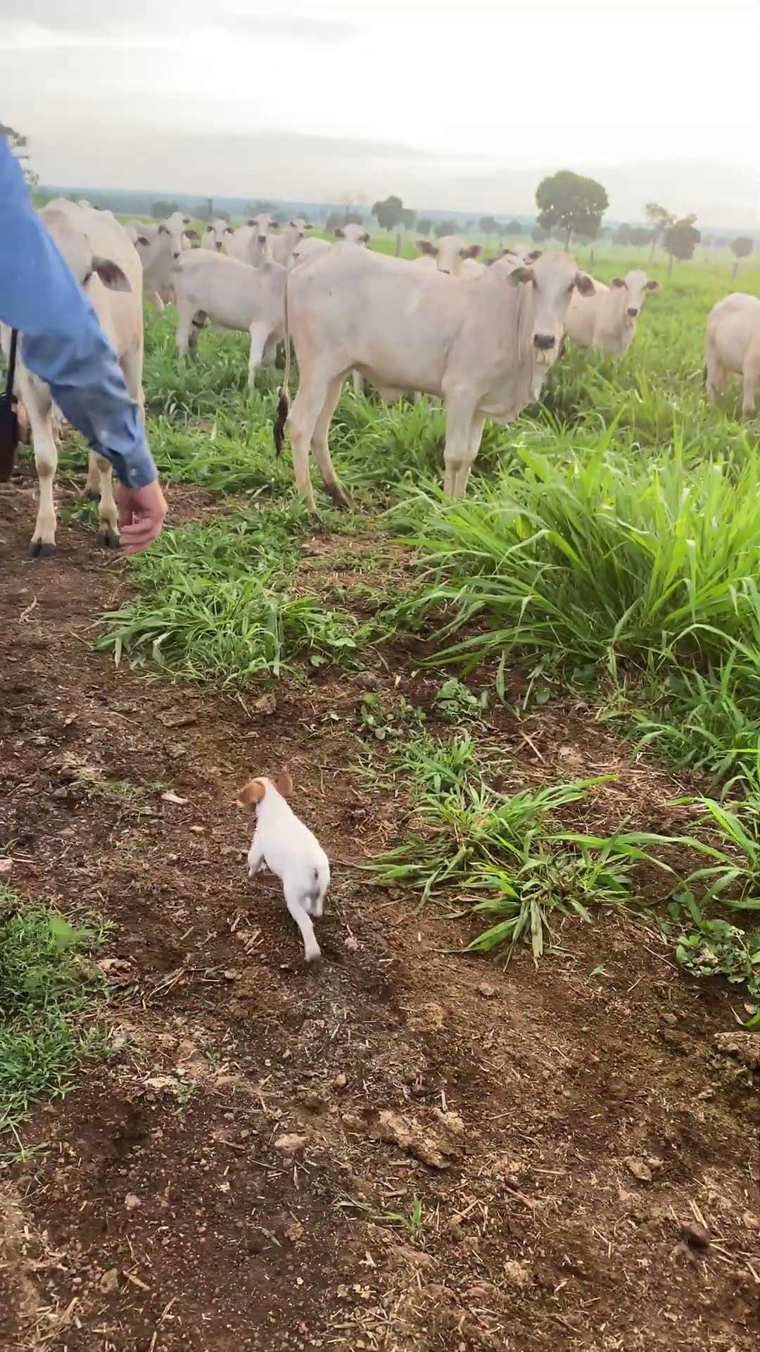 Tiny Terrier Shows the Herd Who's in Charge || ViralHog