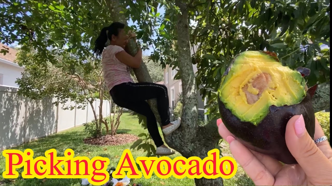 PICKING MEXICOLA GRANDE AVOCADO🥑 YouTube