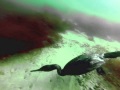 Cormorant dive 8 14