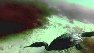 Cormorant dive 8 14